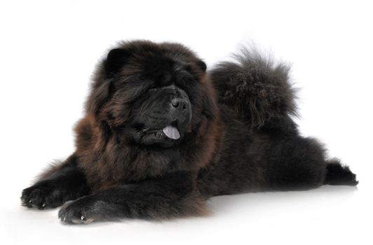 Black Chow-Chow in studio on white background