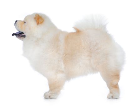 White Chow-Chow in studio on white background