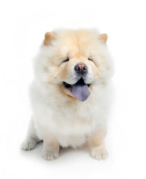 White Chow-Chow in studio on white background