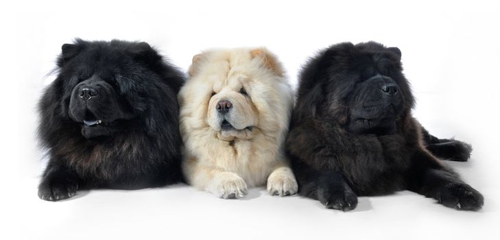 Three Chow-Chow in studio on white background