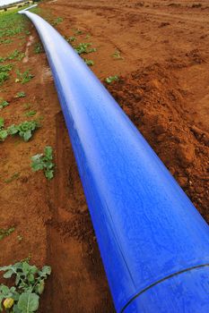 A blue water pipe resting on red soil before being buried underground.
