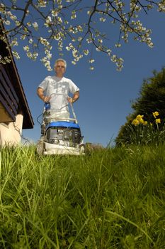 A man mowing long grass in spring, under a blossoming cherry tree, taken from a low viewpoint.