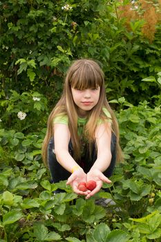young girl working in the garden, harvesting strawberries