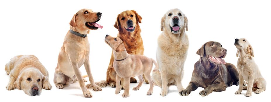 purebred labrador and golden retriever in front of a white background