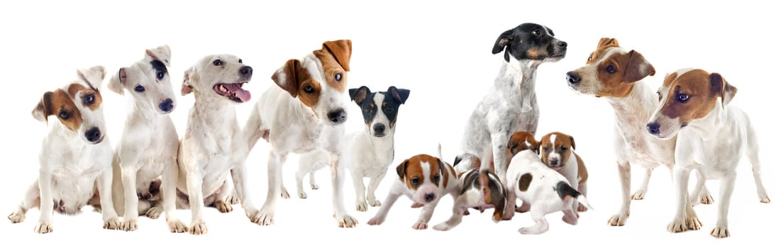 group of purebred jack russel terrier in studio