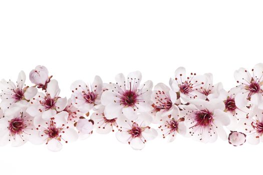 Border of beautiful cherry blossom flowers on white background