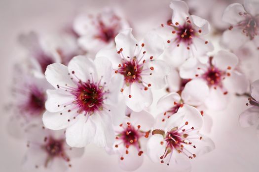 Cluster of beautiful pink cherry blossom flowers