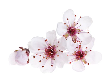 Cherry blossom flowers close up isolated on white background