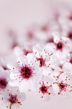 Cluster of delicate pink cherry blossom flowers