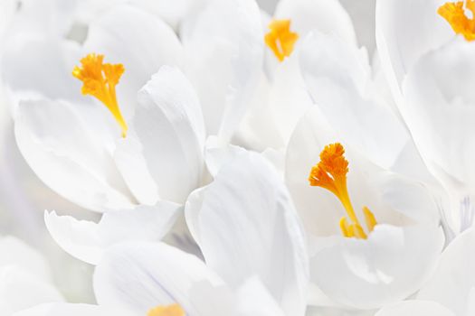 Closeup of beautiful white crocus flowers blossoming