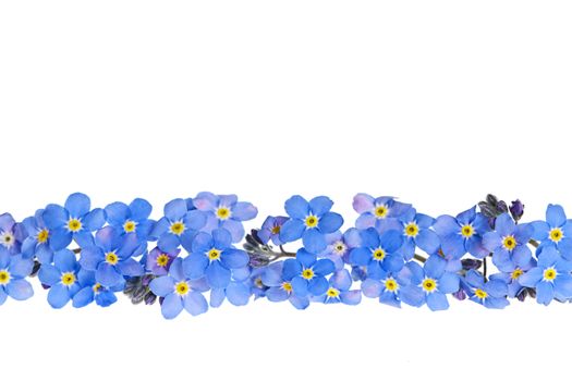 Arrangement of blue forget-me-not flowers isolated on white background