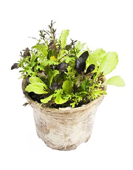 Potted seedlings of garden lettuce and salad greens isolated on white