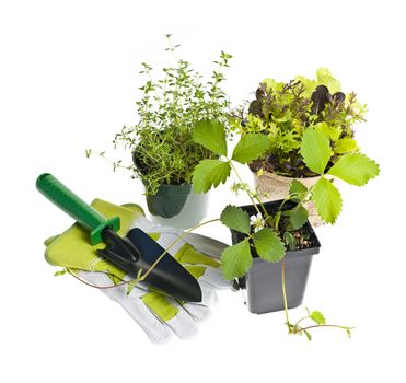 Plants and seedlings with gardening tools isolated on white
