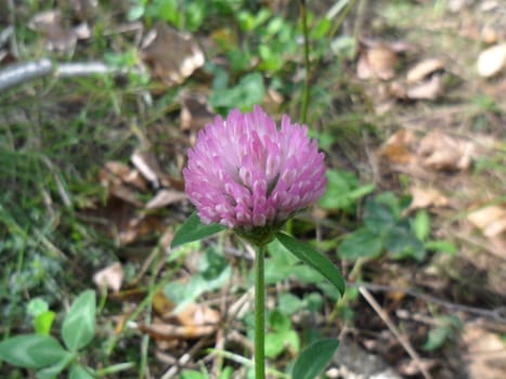 Wildflower, clover in the green grass