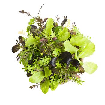 Potted seedlings of garden lettuce and salad greens from above