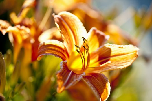 Beautiful orange tiger lily flowers blossoming in garden