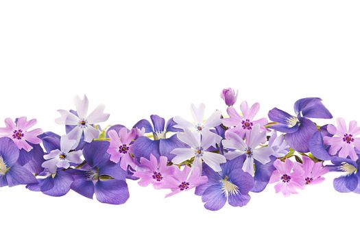 Arrangement of purple violets and moss pink flowers isolated on white background