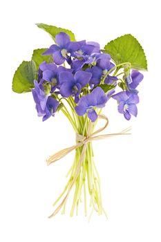 Bouquet of purple wild violets tied with bow isolated on white
