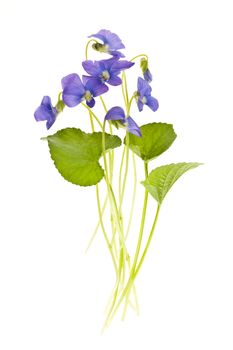 Arrangement of spring purple violets with leaves isolated on white background