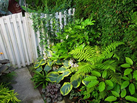 A photograph of a wooden fence located in a garden.