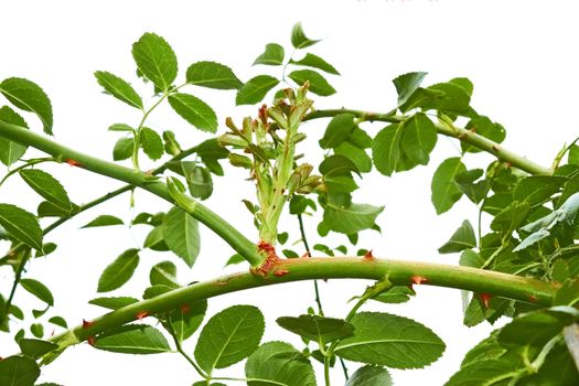 Rapidly growing young shoots of roses on a white background