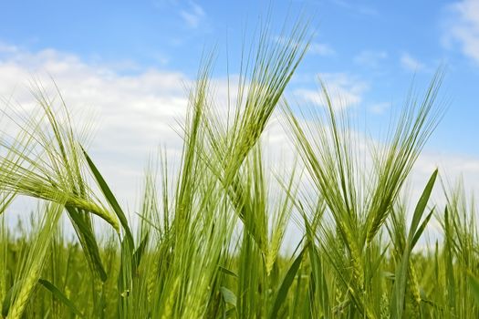 Green barley ears on a field at the flowering time against the sky close-up