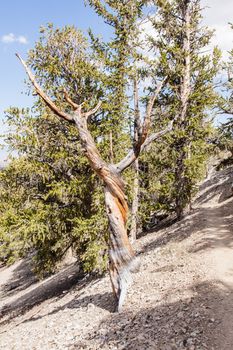 Ancient Bristlecone Pine Forest is high in the White Mountains in Inyo County in eastern California.