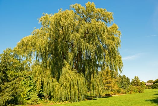 Tree in Niagara Botanical Gardens