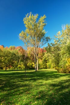 Fall in park in Milton Ontario