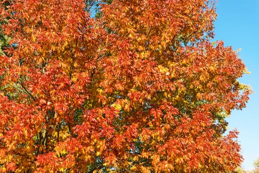 Vibrant color of Leaves on tree in the fall