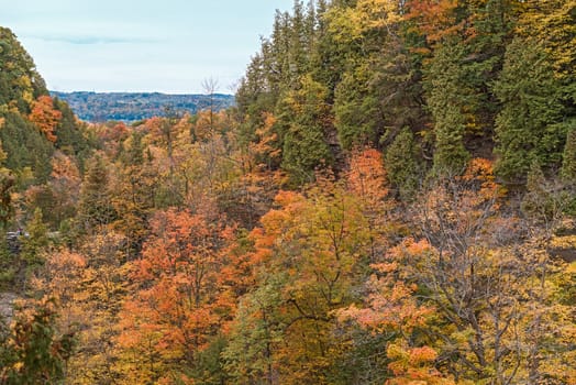 Kelso / Glen Eden Conservation Area in Milton fall colours at  old growth forests on top of the escarpment