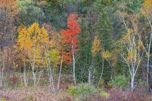 Kelso / Glen Eden Conservation Area in Milton fall colours at  old growth forests on top of the escarpment