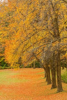 Fall in park in Milton Ontario