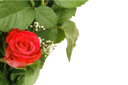 Bouquet of fresh red rose on white, with space for copy in the side