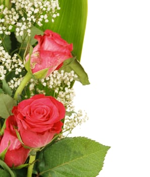 Bouquet of fresh red roses on white, with space for copy in the side