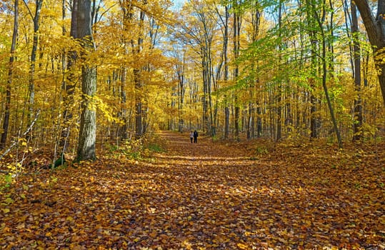 Autumn stroll in the  Hilton Falls trail, Ontario