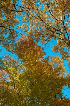  Autumn colors, walking thru the forest in Hilton Falls Ontario