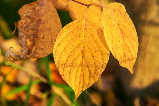  autumn in the park, Colorful leaves