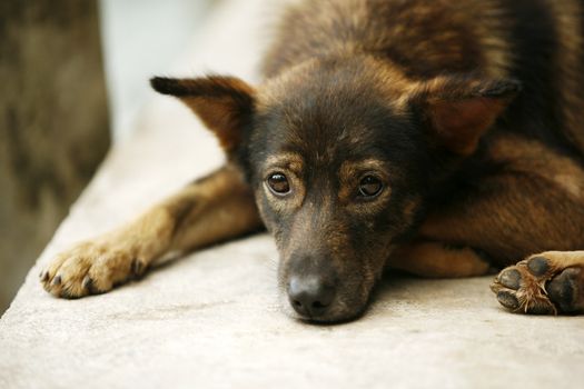 Brown color puppy with sad eyes looks