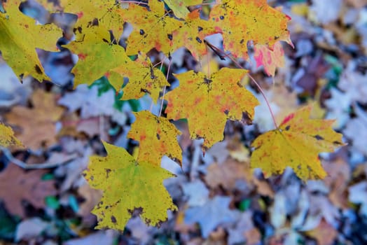  autumn in the park, Colorful leaves