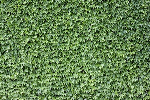 The wall brick covered by green leaves.