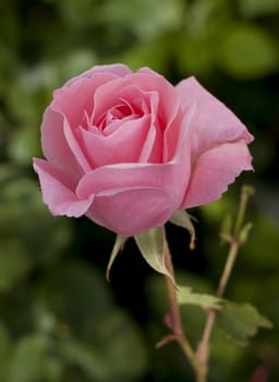 Close-up of pink rose in the garden, France.