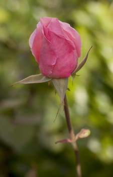 Close-up of pink rose in the garden, France.