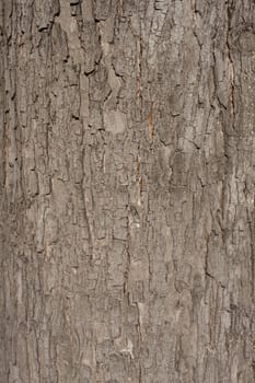A texture of brown tree bark is shown close up.