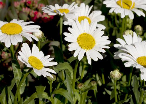 beautiful daisy flowers in the garden of France.