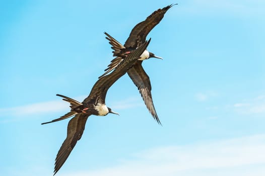 Two birds flying high over blue sky on Pacific Ocean