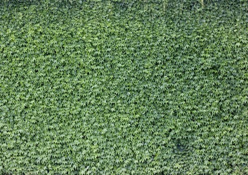 The wall brick covered by green leaves.
