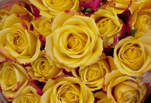 Close up yellow roses in the market.