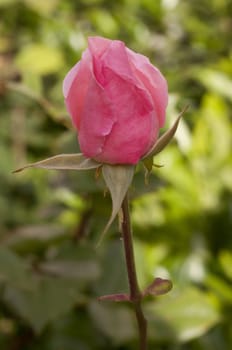 Close-up of pink rose in the garden, France.