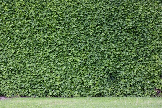 The wall brick covered by green leaves.